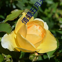 情爱(ài)五月天