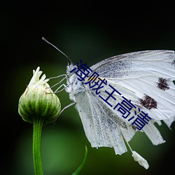 海贼王高清