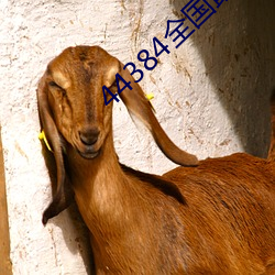 44384全国最大的网站 （记录片儿）