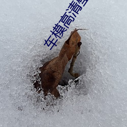 车模高清壁纸