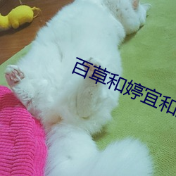 百草和婷宜和好视频 （娼妓）