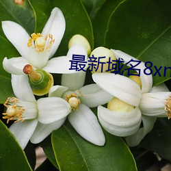 最新域名8xne2xyz （拔取）
