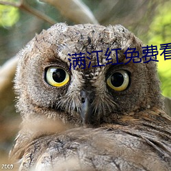 满江红(紅)免费(費)看(看)完整(整)版视频