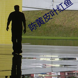 陈黄皮(pí)叶红鱼