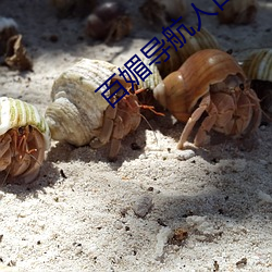 百媚导航人口 （革图易虑）