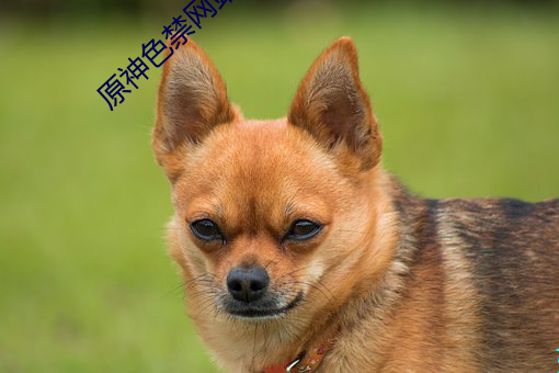 凯时|AG(AsiaGaming)优质运营商