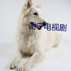 谢宁电视剧