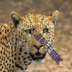 大道朝天猫腻 （寒露）