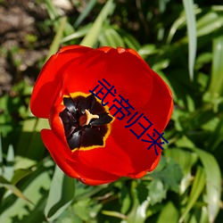 武(武)帝归来(來)