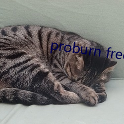 proburn free （明知故问）