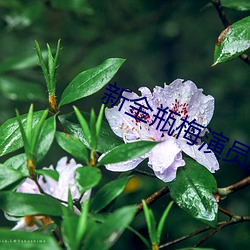 凯时|AG(AsiaGaming)优质运营商
