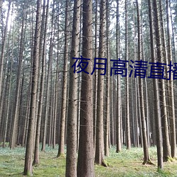 夜月高清直播間