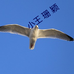 小王 珊 颖