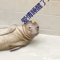 愛情睡醒了全集