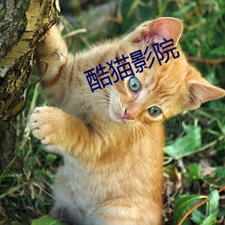 酷猫影院