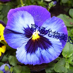 官场尤物美妇