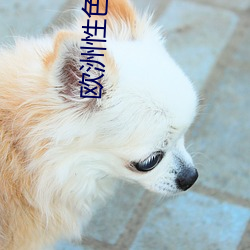 歐洲性色生活片