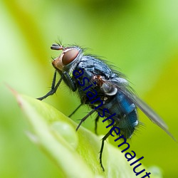 asianshemalutubes （膏药）