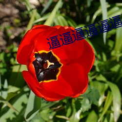 逼逼逼逼逼逼逼逼逼逼逼(bī)逼