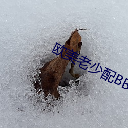 欧(歐)美老少配BBW