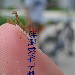 涉黄(黃)软件下载网(網)站(站)