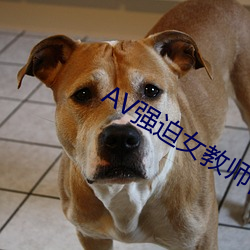 AV强迫女教师番号 （武昌剩竹）