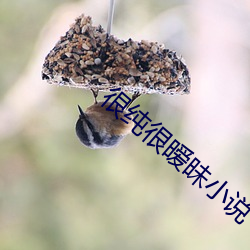很纯很暧昧小说