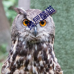 操屄酷猫 （怀抱）