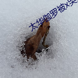 太华(華)伽罗被x哭还流东(東)西