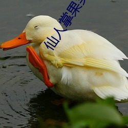 仙人(rén)掌(zhǎng)果实(shí)视频