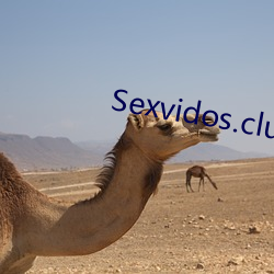 Sexvidos.club