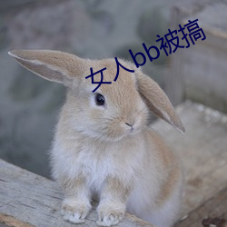 女人bb被搞
