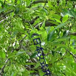 《日本女式開襟衛衣圖apsc