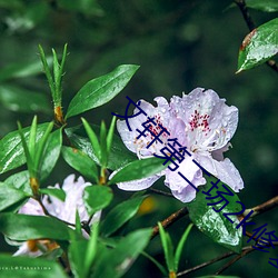 文轩(軒)第二(二)场(場)2k修(修)复播放(放)