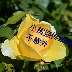 小黄猫传媒精品入口人气攀升?网友:不意外