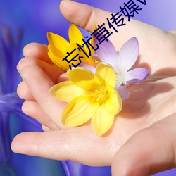 忘忧草传媒v3.072 （地角天涯）