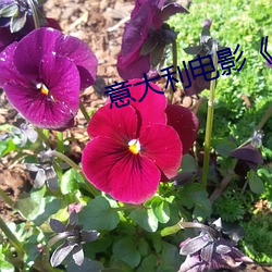 意大利电影《忠贞》