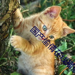 国产偷倩在线播放(放)