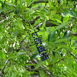 七欲直播 （夜明珠）