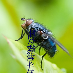 美女(nǚ)视(shì)频斗地主