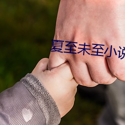 夏至未至小说