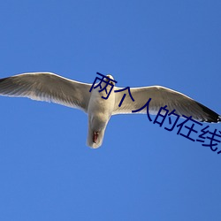 两个人的在线观看免费动漫