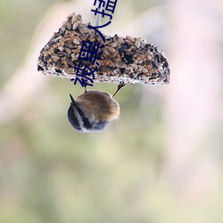 被黑人掹躁10次高潮