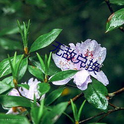 无敌兑换