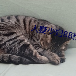 人(人)妻少妇88精(精)品