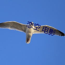 恋空 电影(yǐng)