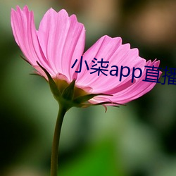 小柒app直播 （擦边球）