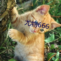 尤物666