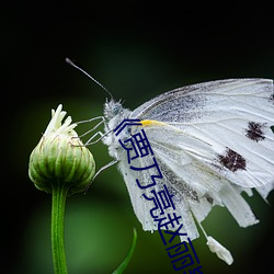 《贾乃亮赵丽颖各自隐藏了秘密 （心如古井）