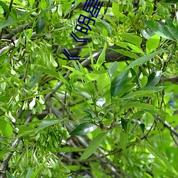 《《明星ai人脸替换造梦网站樱花动漫》》 （穷家富路）